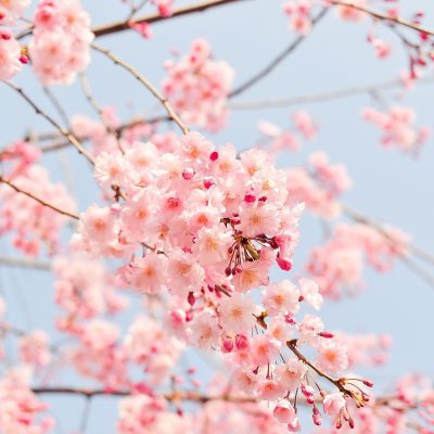 cherry-blossom-tree-1225186_1920