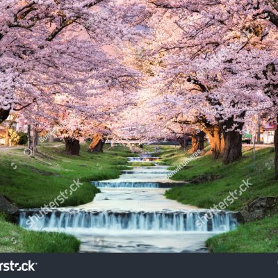 stock-photo-cherry-blossoms-at-kawageta-fukushima-japan-451364275